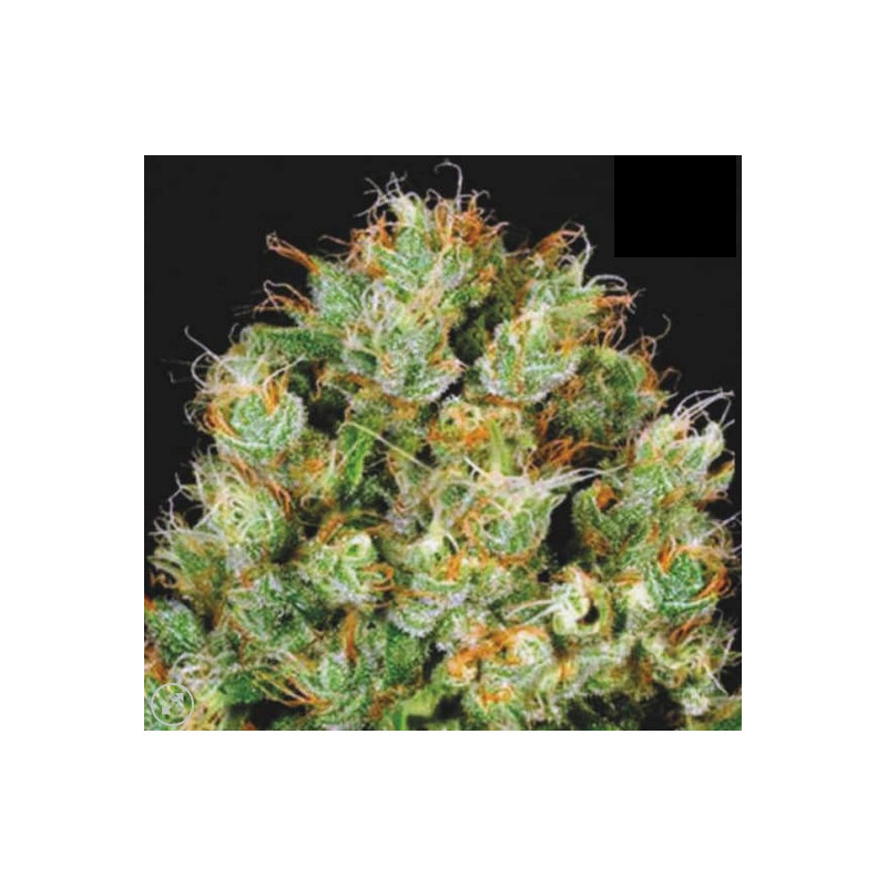 SOUR DIESEL â  - 1